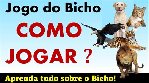 meujogodobicho|jogo do bicho no youtube.
